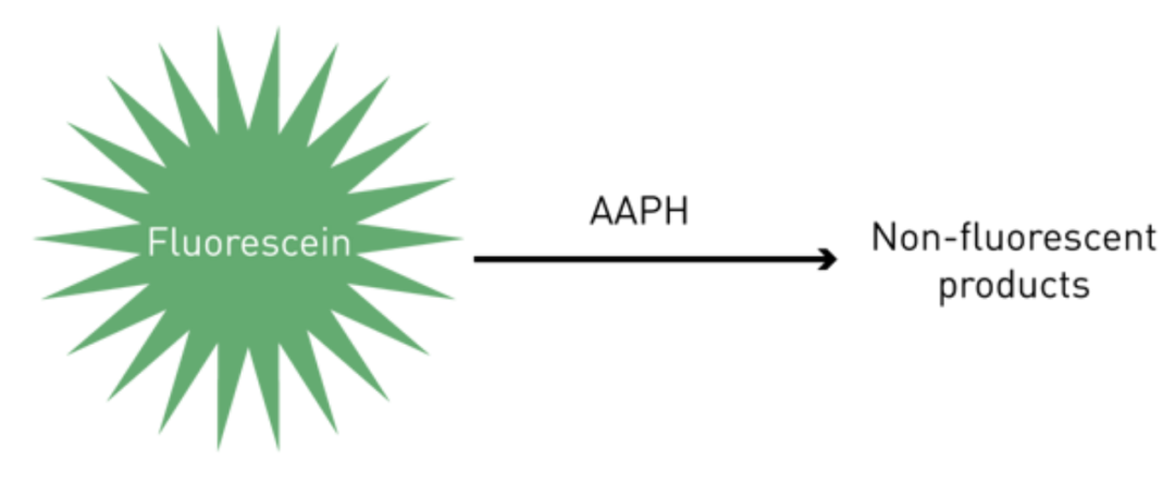 使用CLARIOstar Plus酶标仪测定植物样品和食品中的抗氧化能力