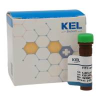 FITC anti-human CD8a