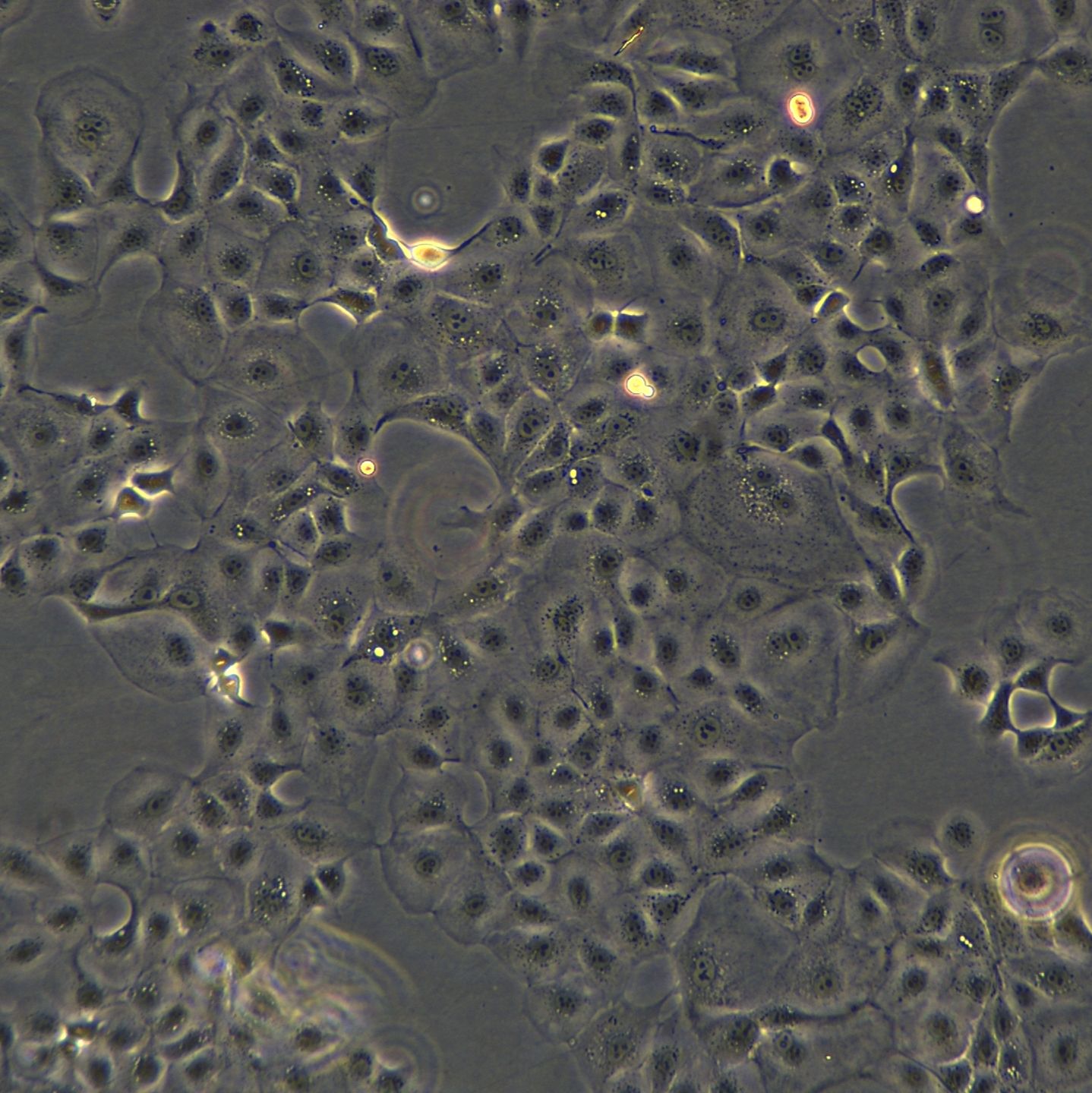 犬肾上皮细胞 MDCK