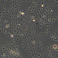 犬肾上皮细胞 MDCK