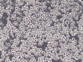 COLO 201细胞贴壁+悬浮复苏操作