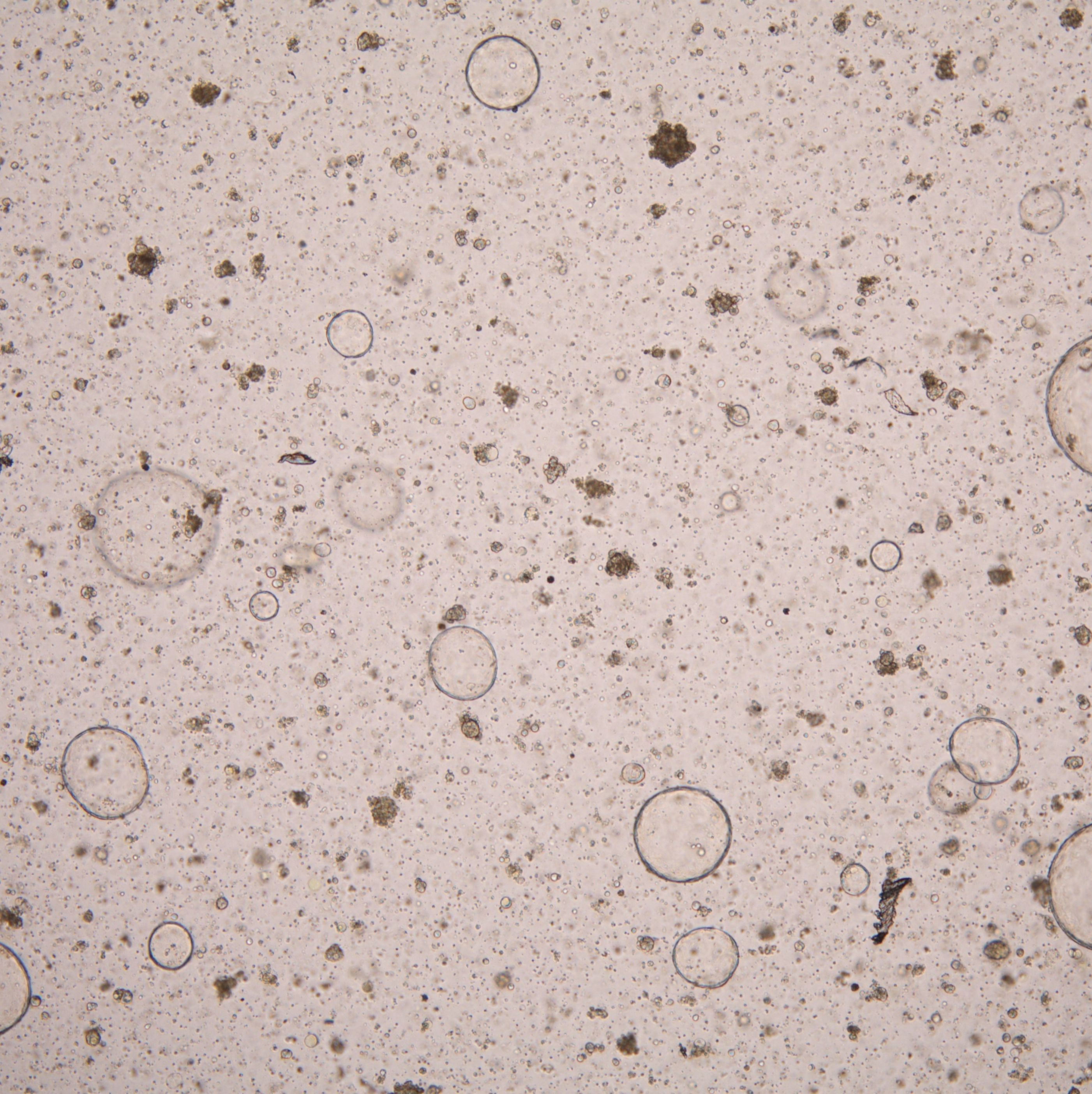 类器官模型代建 类器官代培养