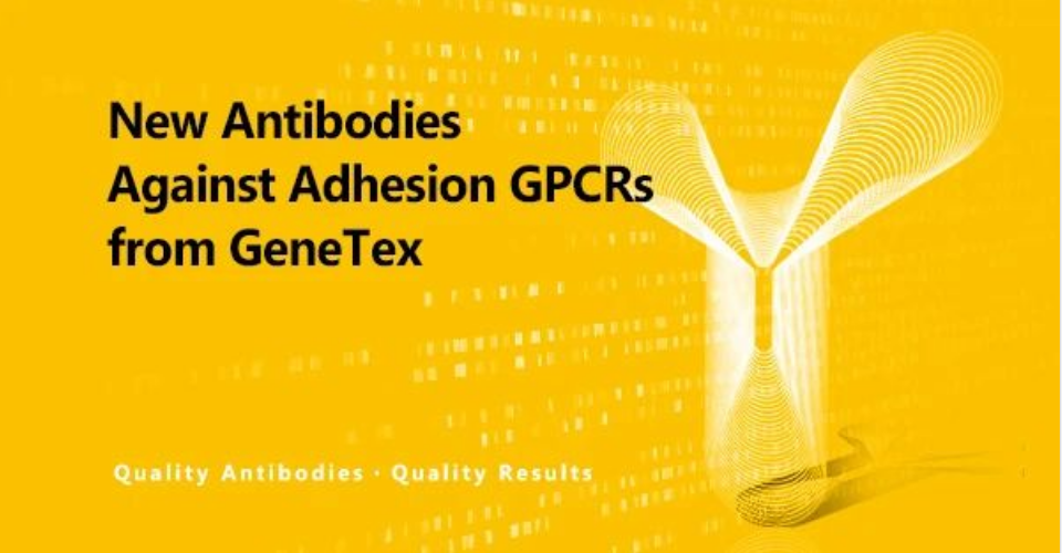 GPCR 抗体 GPCR 抗体