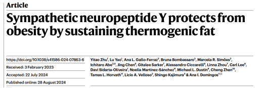 《Nature》：组织透明化成像结合单细胞测序揭示交感神经肽Y（NPY）通过维持产热脂肪抑制肥胖