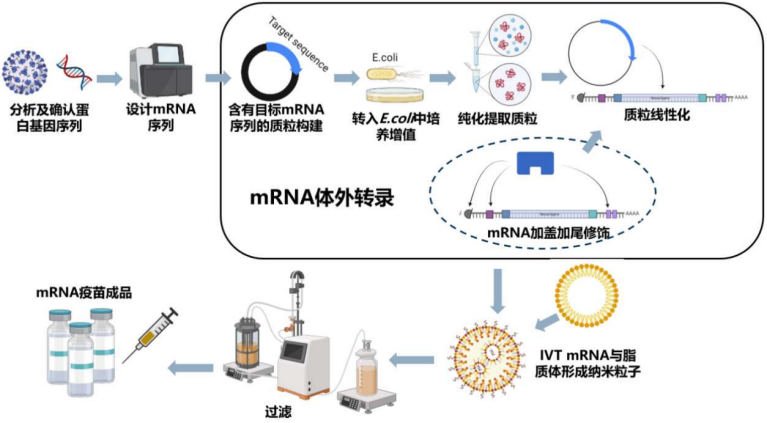 革新 mRNA 应用：T7 RNA 共转录试剂盒，开启高效、安全、便捷新篇