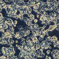 人卵巢颗粒肿瘤细胞 COV434