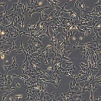  视网膜细胞系 R28