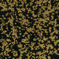 小鼠前胃癌细胞 MFC