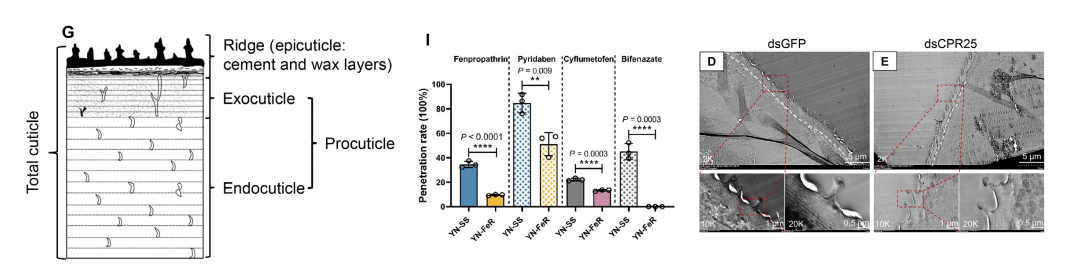 分子探针与表观遗传学研究好文分享：表皮蛋白通过产生诱饵环状RNA介导蜘蛛螨抗逆性的进化