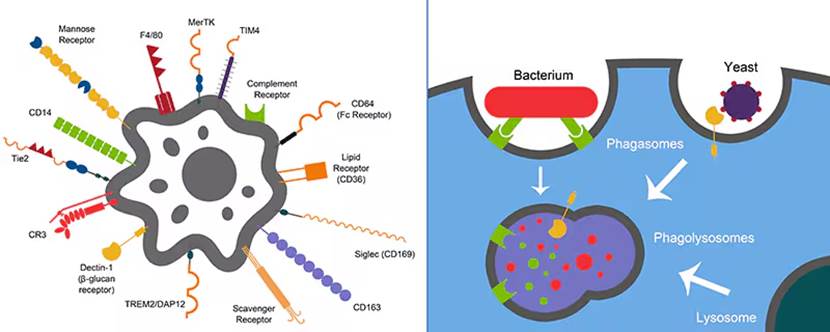 图示

AI 生成的内容可能不正确。