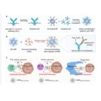 纳米颗粒（金纳米颗粒/PLGA纳米粒/介孔硅/量子点）被两种单抗修饰 NPs(AuNPs/PLGA/MSNs/QD)-mAbs-aFC