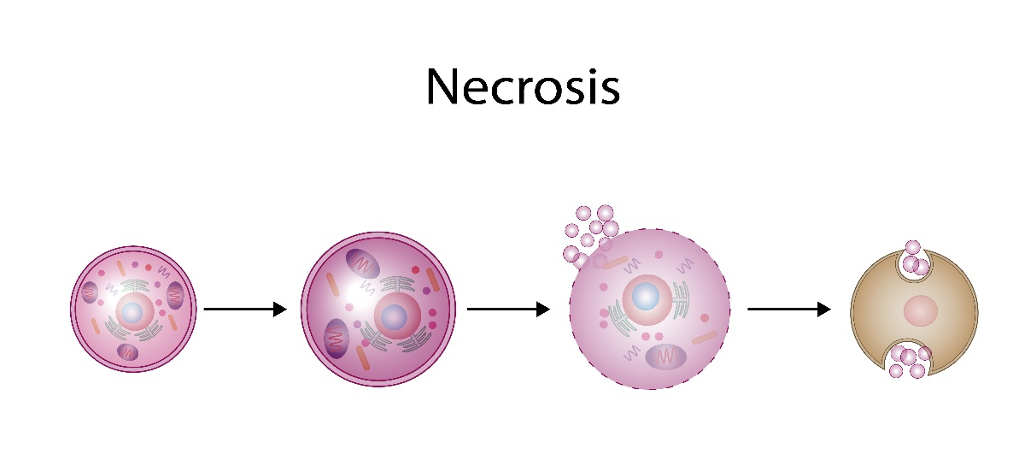 细胞集体 "阵亡"？这份急救指南带你逆风翻盘！
