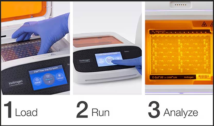 琼脂糖凝胶电泳实验指南：从原理到操作全解析-赛默飞