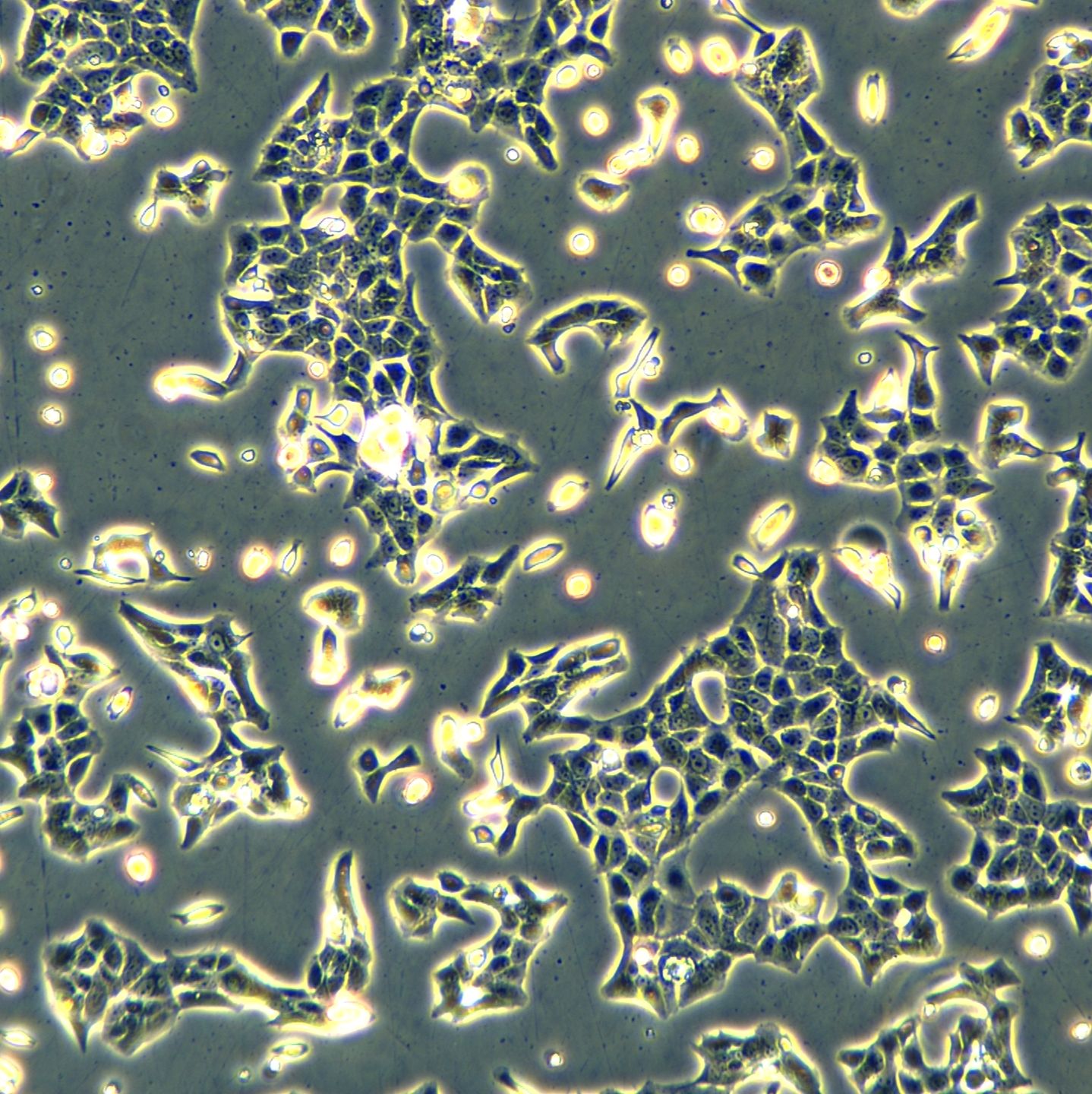 人宫颈鳞状细胞癌 C-4 II