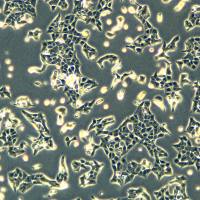 人宫颈鳞状细胞癌 C-4 II