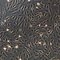 骨髓细胞系 IDG-SW3