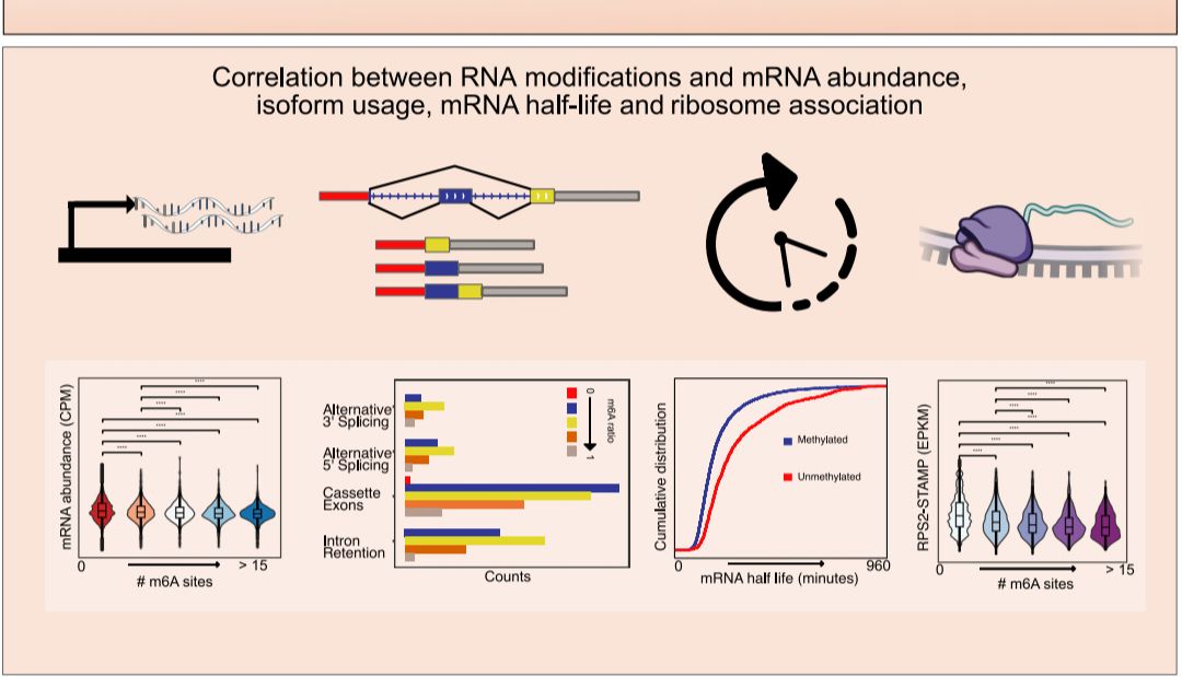 破译生命密码的利器：DRS在复杂转录组研究中的应用