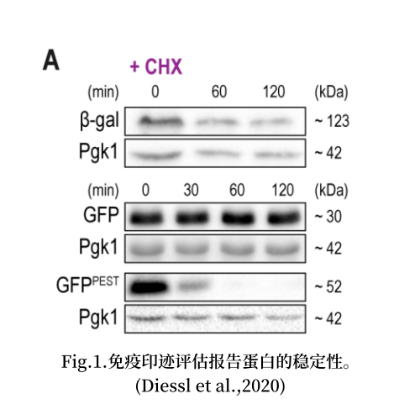 解锁科研利器：Hoefer Western Blotting组合的强大潜能