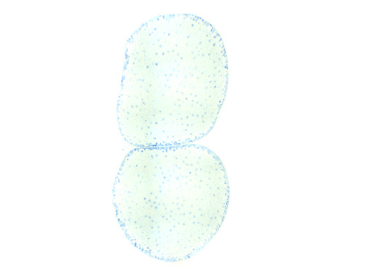 体外培养的人角膜上皮细胞实验技术原理