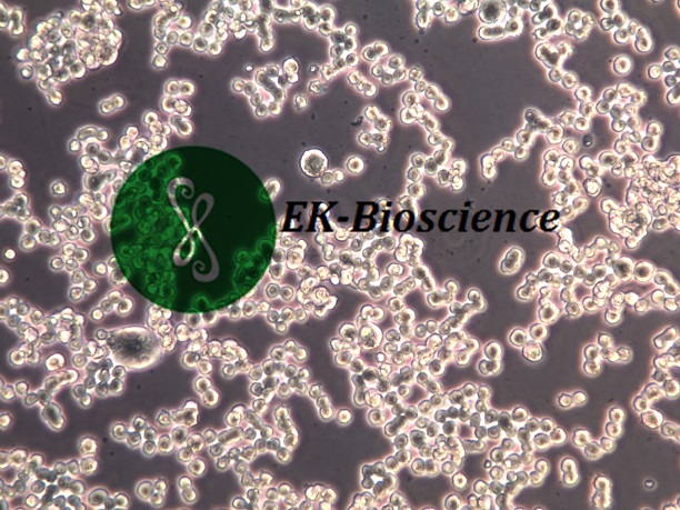 COLO 320细胞传代操作步骤