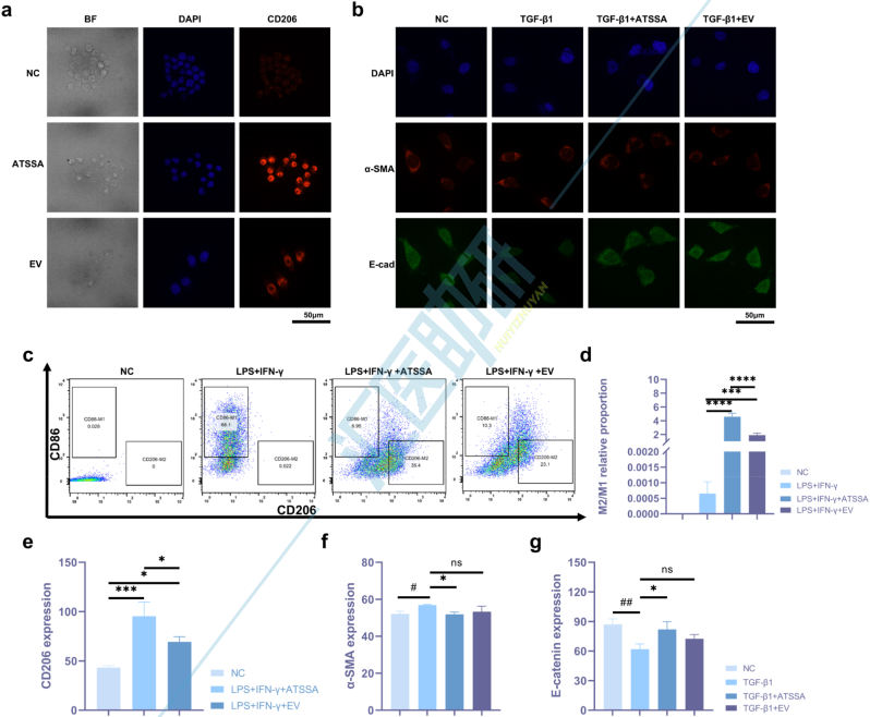 图3.ATSSA和EV对巨噬细胞极化和成纤维细胞表型转化的影响。