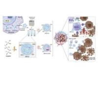 自然杀伤细胞来源工程化外泌体包载顺铂 NK-EXO@CDDP