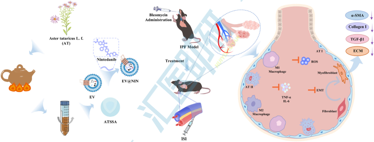 ATSSA和EV制备及其在肺纤维化治疗中的机制示意图。