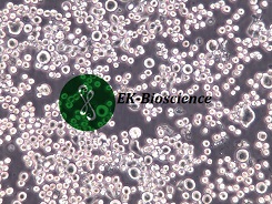 COLO 205细胞价格货期