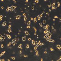 人逆转录病毒包装细胞系 Phoenix-ECO