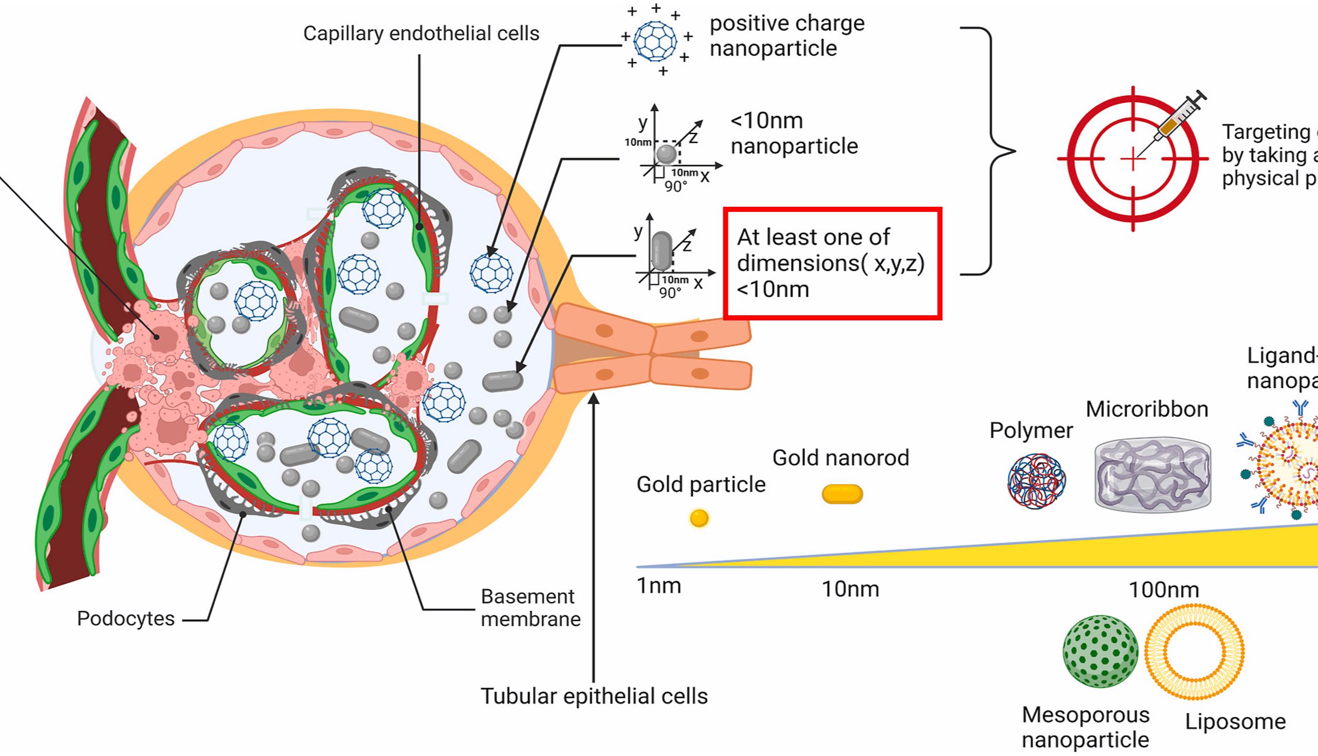 纳米材料在医学领域大放异彩，个性化设计方案，创新点+应用型，前途不可小觑！