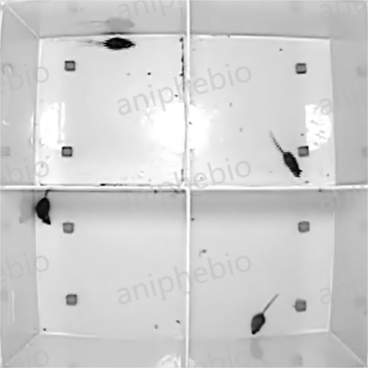 一文了解常见小动物行为学实验，码住慢慢看～