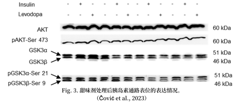 解锁科研利器：Hoefer Western Blotting组合的强大潜能