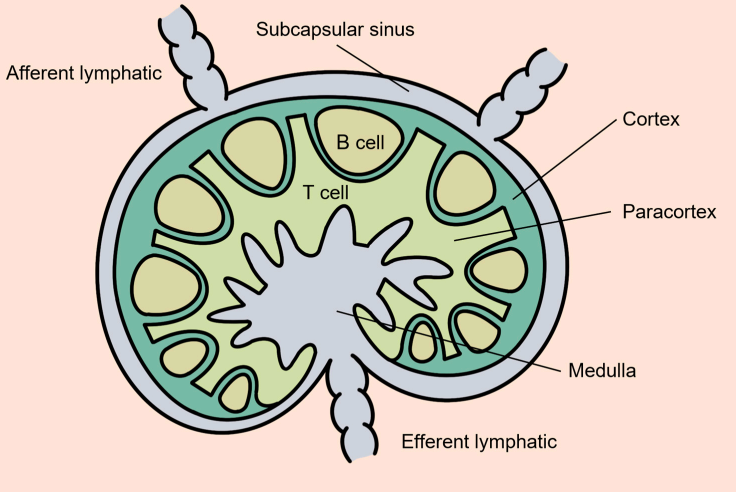 【吉凯基因】单细胞测序前必看！淋巴结样本单细胞悬液制备「黄金 protocol」
