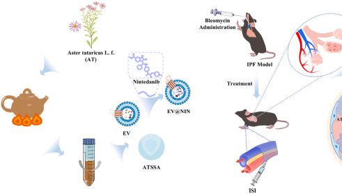 赚翻了 IF 10.2！中科院小类升区跻身Top！中药纳米微球+植物来源外泌体+工程化外泌体，“老药新用”改善特发性肺纤维化~