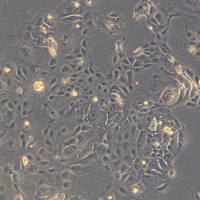 肠癌细胞株 LS123