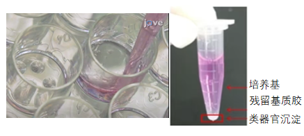 类器官样本染色方法