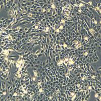 人正常前列腺上皮细胞 RWPE-1