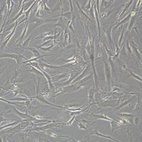 浙江（杭州）美森 人皮肤成纤维细胞 BJ