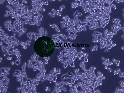 COLO 320DM细胞价格货期STR