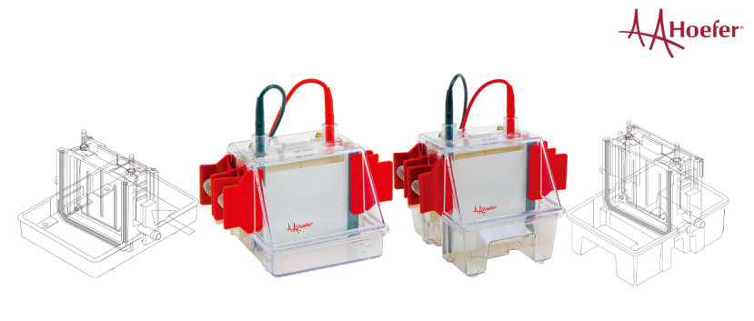 解锁科研利器：Hoefer Western Blotting组合的强大潜能