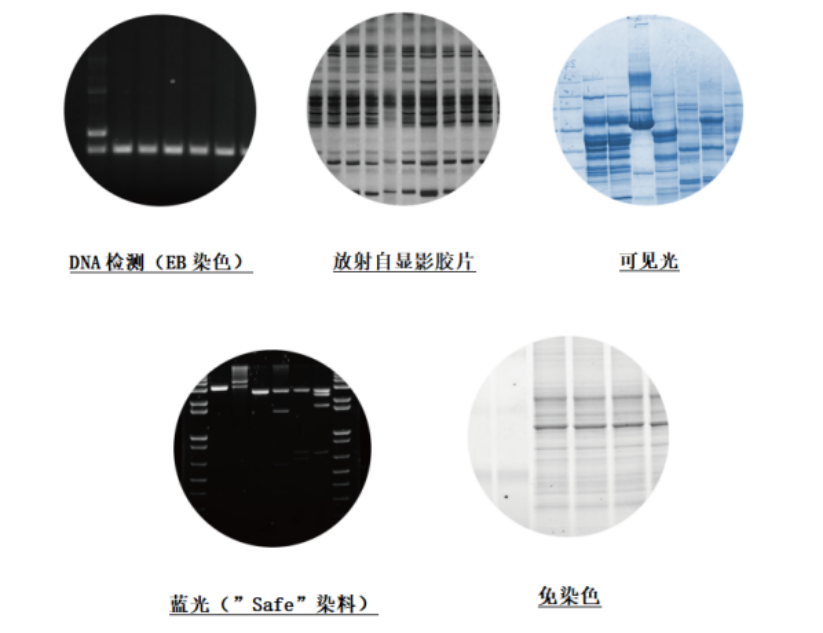 从精准染色到智能成像：解锁核酸电泳的高效双引擎