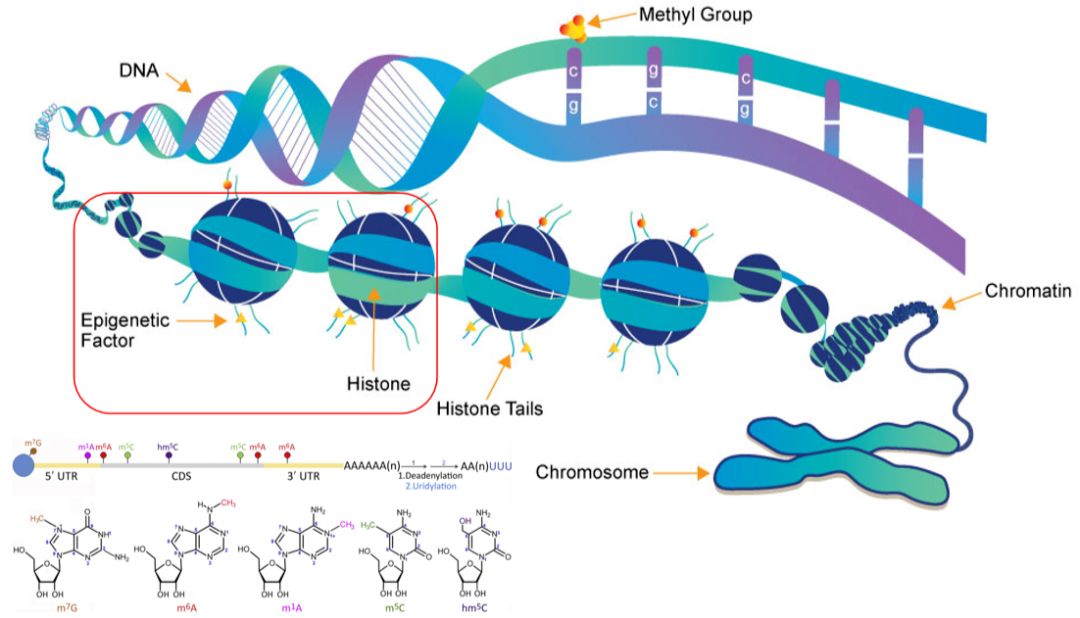 ChIP-seq：基因调控研究的利器，你了解多少？