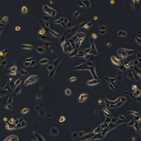 人透明细胞肾癌 KMRC-20