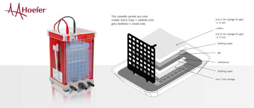 解锁科研利器：Hoefer Western Blotting组合的强大潜能