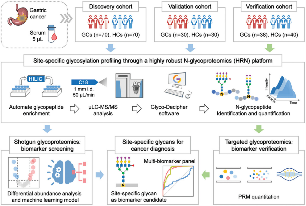 血液中的糖质密码——新型生物标志物的发现