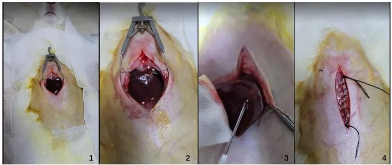 21天快速建模！VX2兔肝癌原位模型构建，病理结果/生长曲线/影像特征全解析