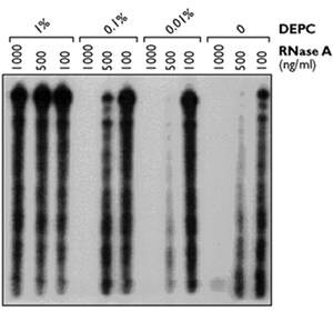 不同百分比DEPC对浓度逐渐增加的RNase的影响