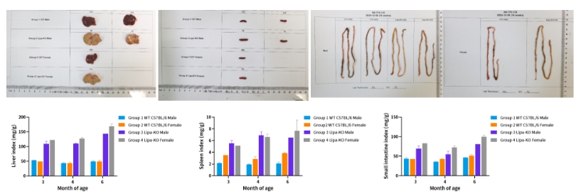实鼠罕见 | 溶酶体酸性脂肪酶缺乏症（LAL-D）小鼠模型