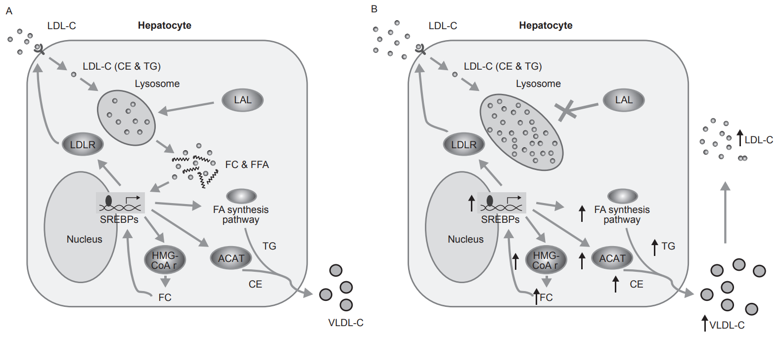 实鼠罕见 | 溶酶体酸性脂肪酶缺乏症（LAL-D）小鼠模型