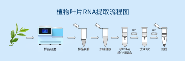 冷冻研磨仪对植物叶片RNA提取实验案例分享